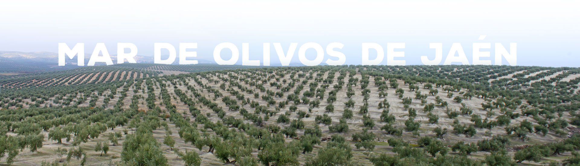 mar de olivos